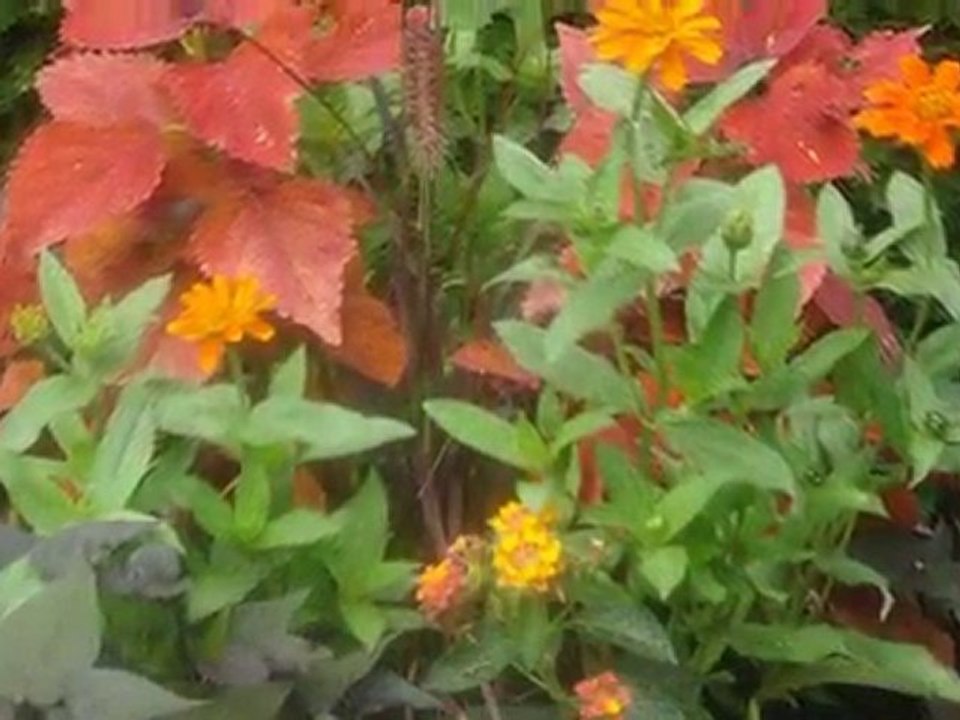 Jardin de Marguerite-06.09