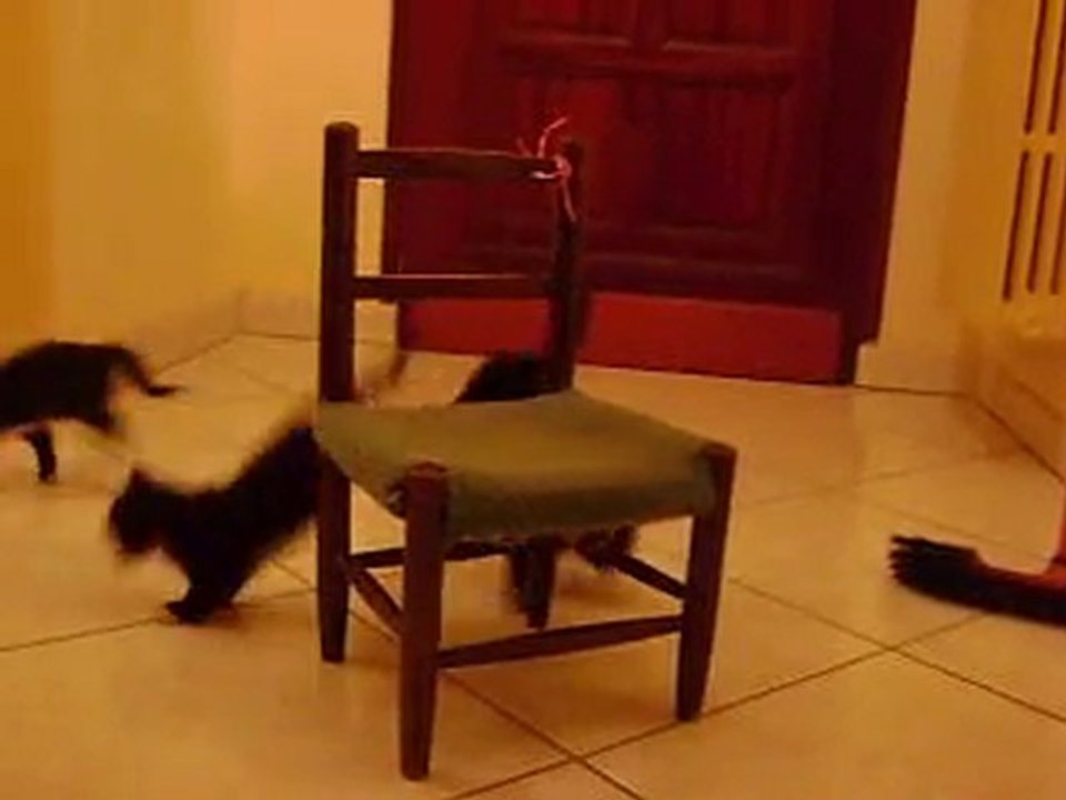 notre futur chat