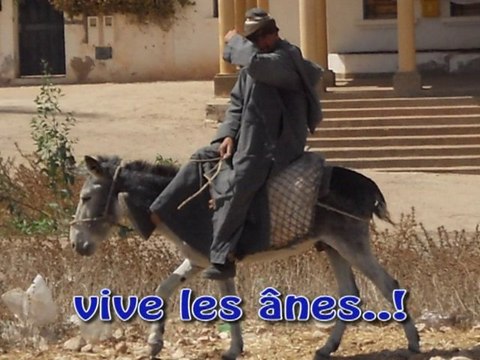MAROC 2010 Vive les anes