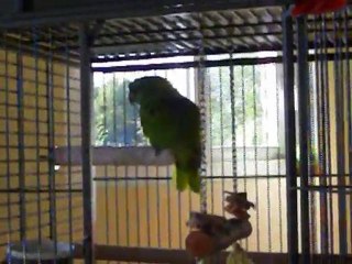 amazone a nuque jaune