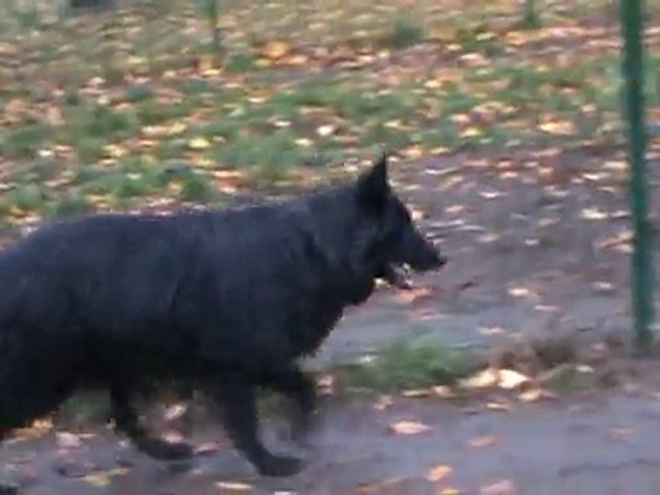 Alphi et Wolf