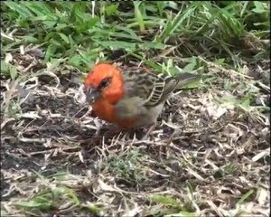 l'ivresse des Pitons