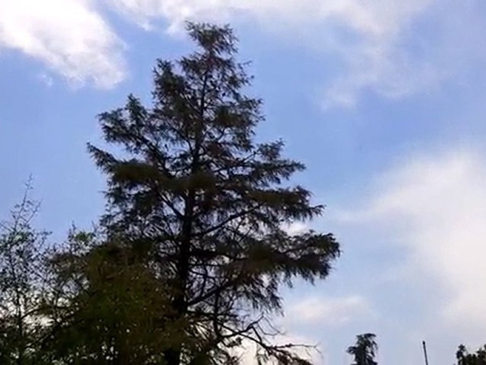 Perroquets