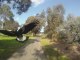 Swooping Magpies a Menace to Melbournians