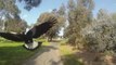 Swooping Magpies a Menace to Melbournians