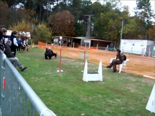 flyball equipe individuelle au mans 6 novembre 2010