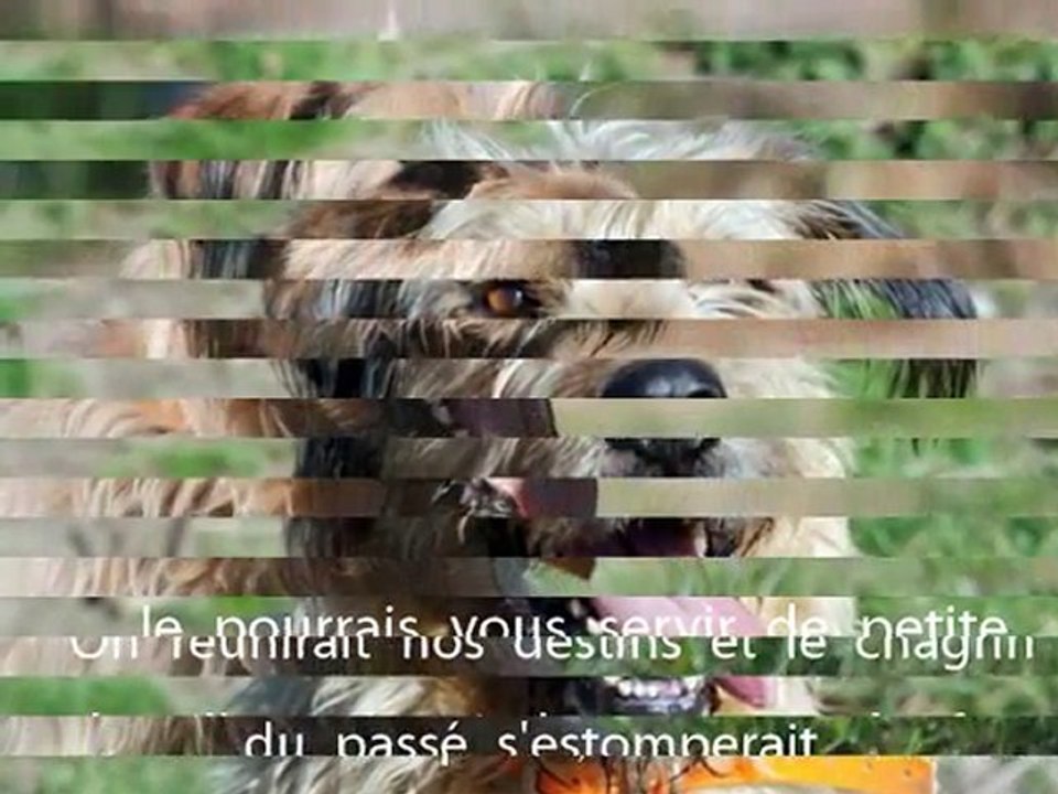 Rox, Un Amour de Chien qui attend et qui espère