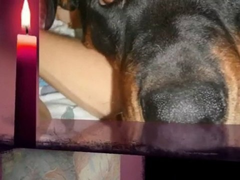 1ans que tu fait parti de notre famille tyson