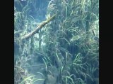 Snorkeling at the Ichetucknee Springs State Park (Fl)