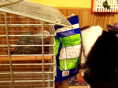 Dailymotion - Comment ouvrir un sac de croquettes - -3