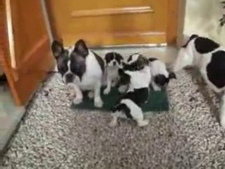 la famille - une vidéo Animaux