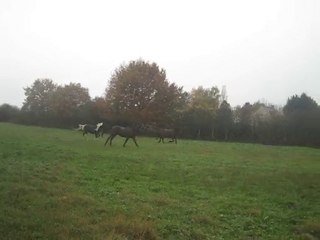 06.11.2010. Arrivée dans le nouveau pré, pour l'hivers