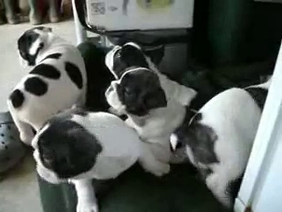 le groupe - une vidéo Animaux (2)
