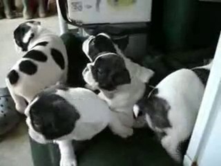 le groupe - une vidéo Animaux (2)