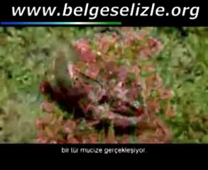 kurbağa belgeseli - www.belgeselizle.org