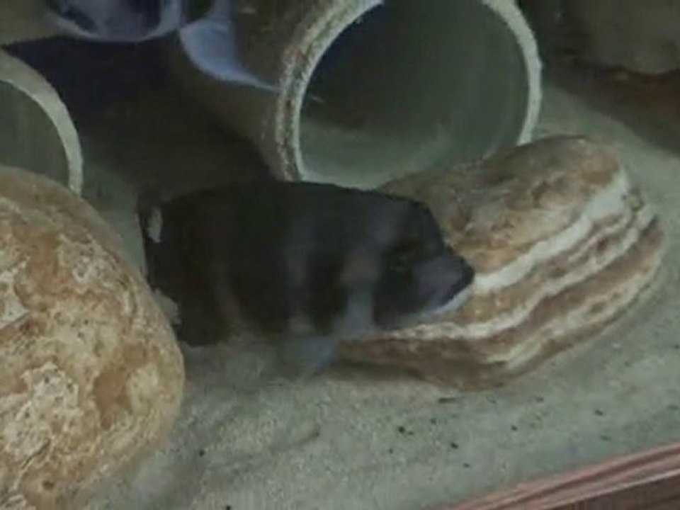 Frontosa Blue Zaire Kapampa Çiftleşme