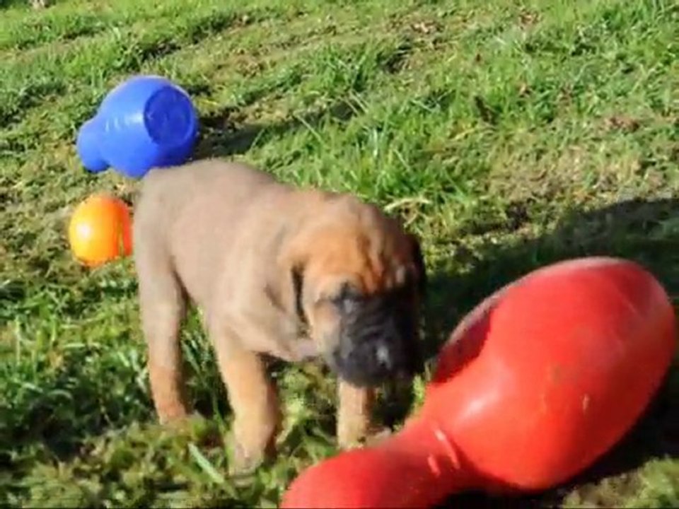 Les femelles à 3 semaines et demi