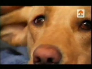 Labrador: Cria selectiva de perros