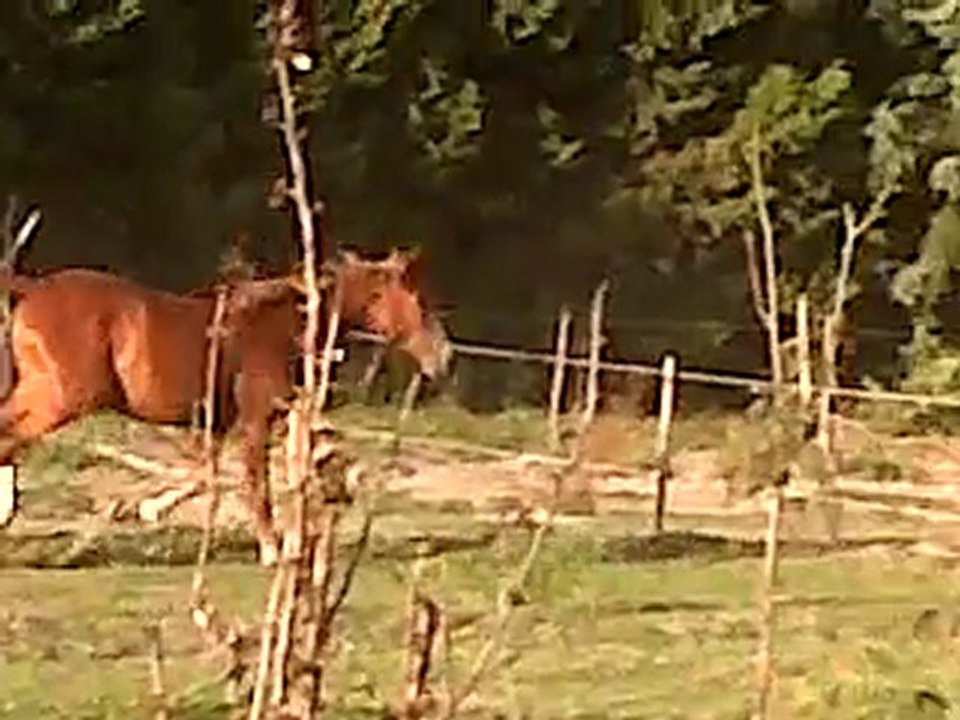 vitalic