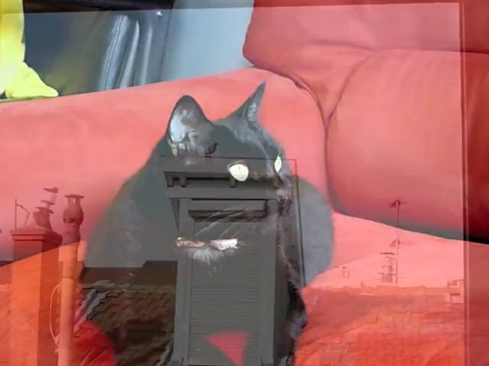 Java parle aux pigeons