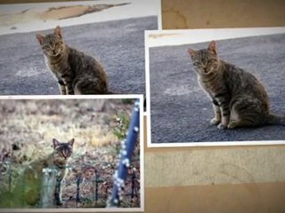 Chats et chiens de rencontre