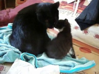 Dixy qui fait la toilette à Buzz