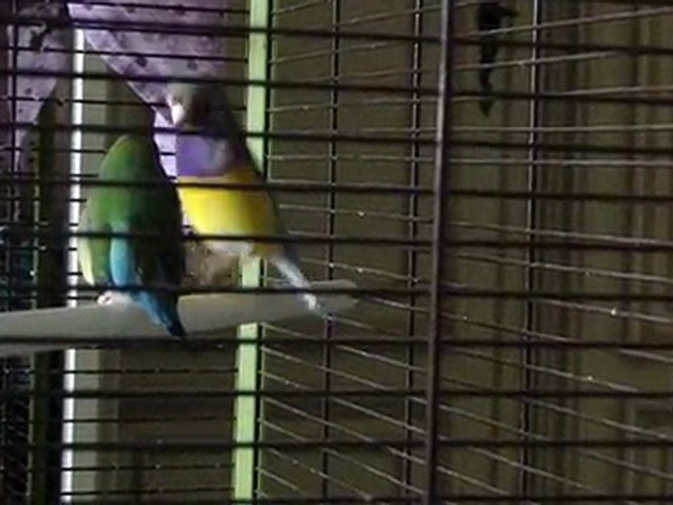 Déclaration d'amour spécial Goulds