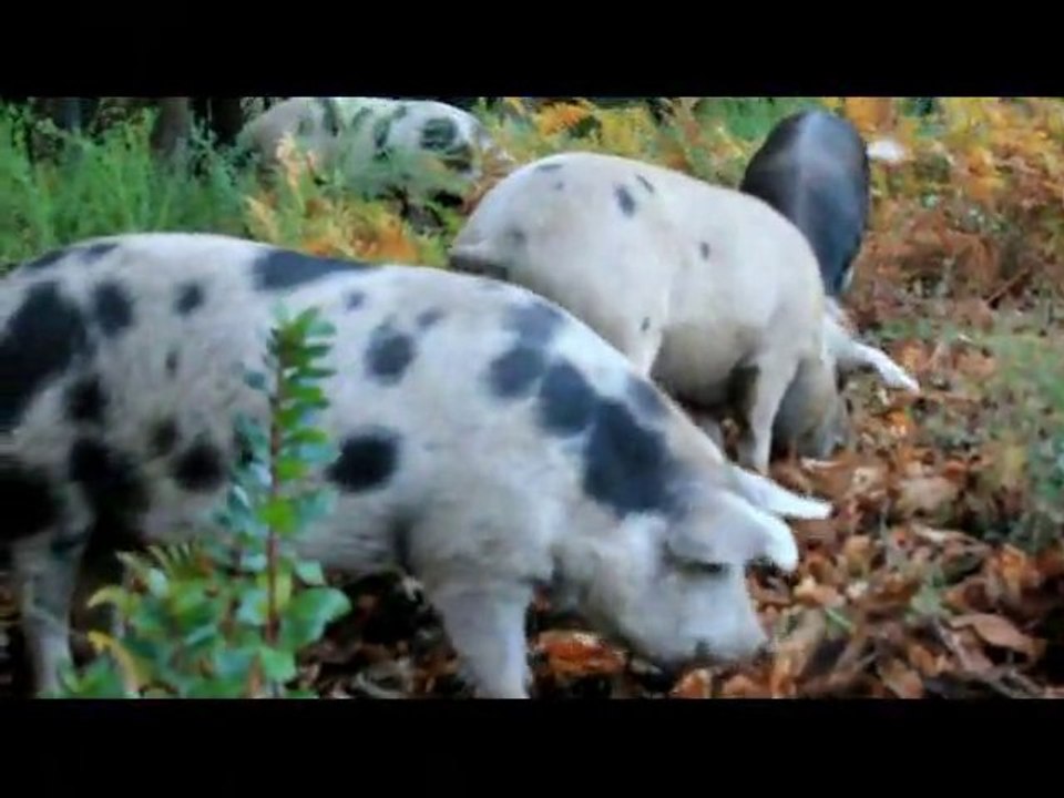 Les Cochons Corse