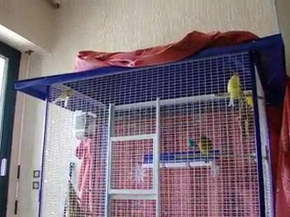 Chant femelle canari 2nd round