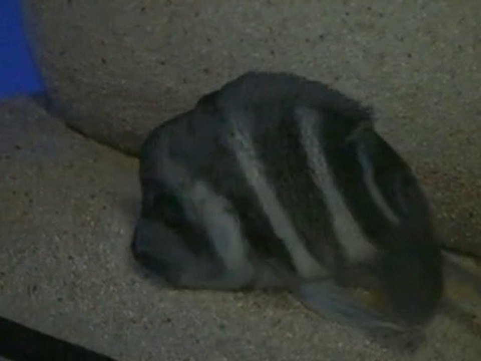 Frontosa Blue Zaire Moba Çiftleşme