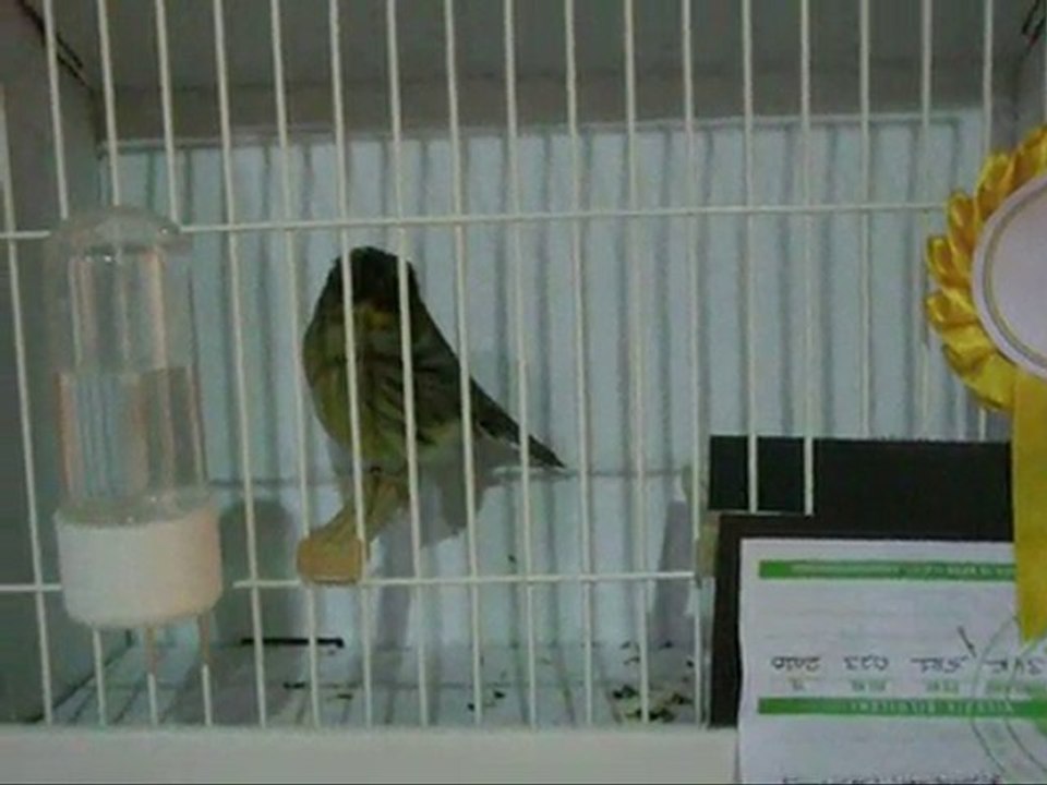 MELANIN TEPELILER | KOCAELI 2010