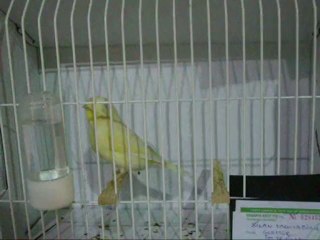 LIPOGROM KABAK ERKEK | 067-2010