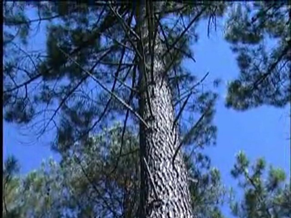 Les Landes
