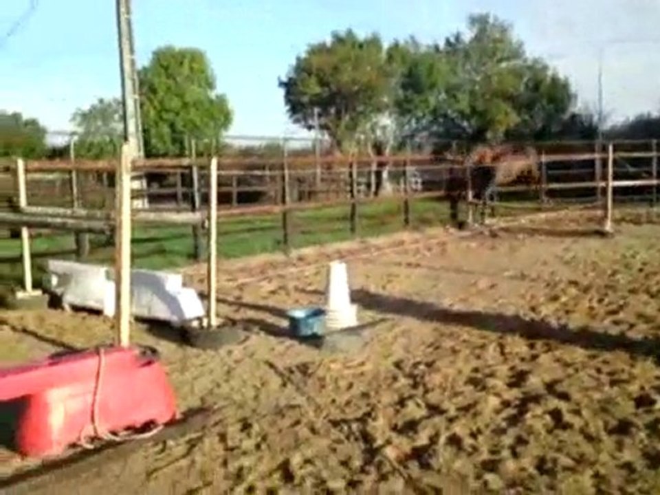 Un Prince Madelice - SF 2 ans à vendre