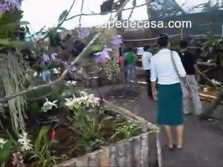 XV Festival de la Orquídea 2010 (Moyobamba, Perú)