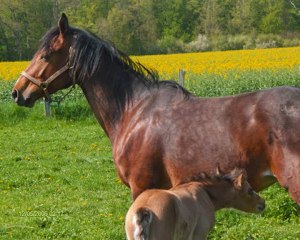 france inter 2ème partie