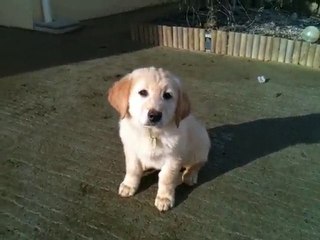 Farouk with Blond Hair