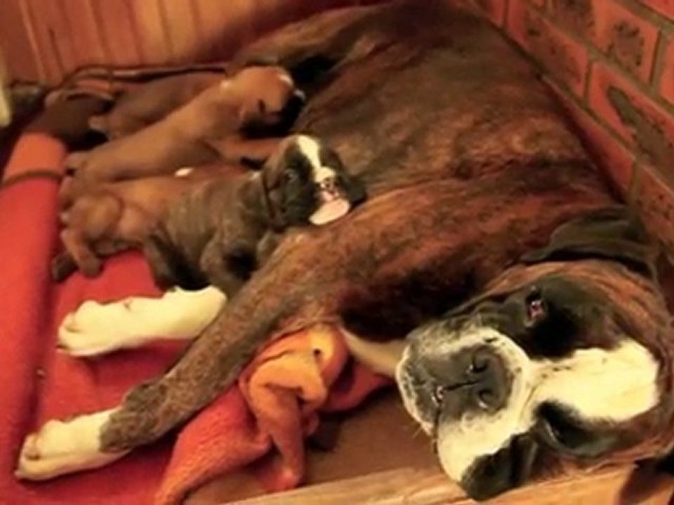 Fiona et ses 3 frères Boxer à la tétée