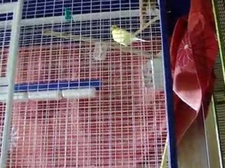 Chant canari mâle