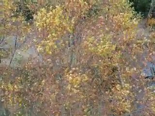 Coup de vent à Lyon ce Lundi 8 Novembre 2010