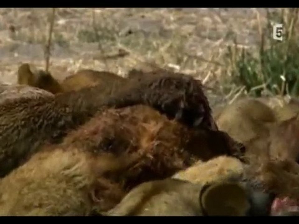 predateurs, la lutte pour la vie (3 et fin)