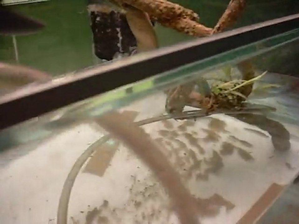 Remplissage paludarium pour tester niveau max - 2e tentative