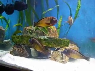 Tropheus Morii İlangi