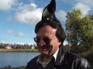 Une pie fait son nid dans les cheveux