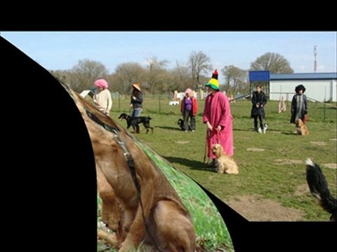 6 années d'éducation canine et d'agility !