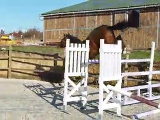 Anabolia, KWPN 5 ans