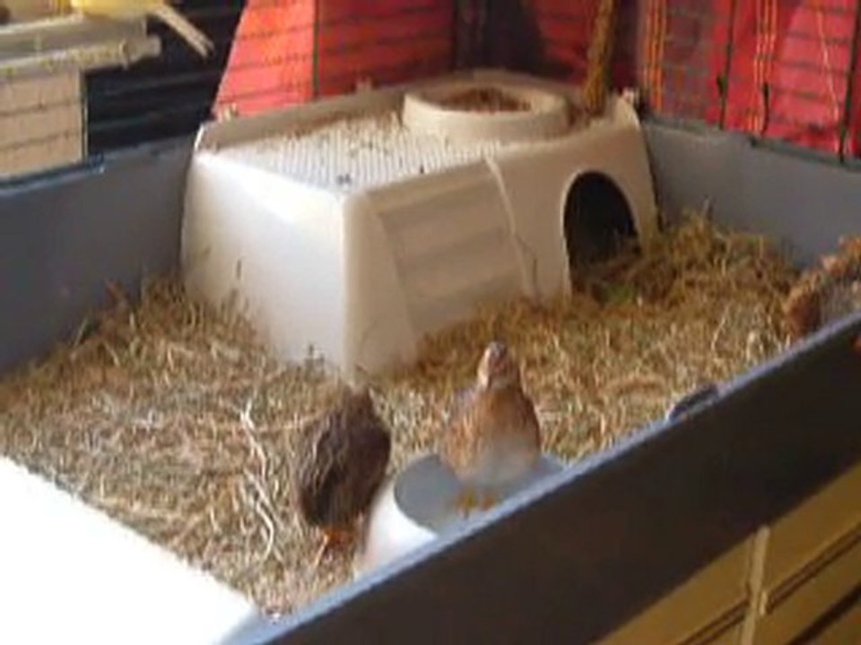 Caille prenant son bain