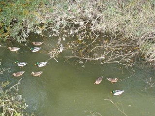 Musique du " Groupe Nyama "