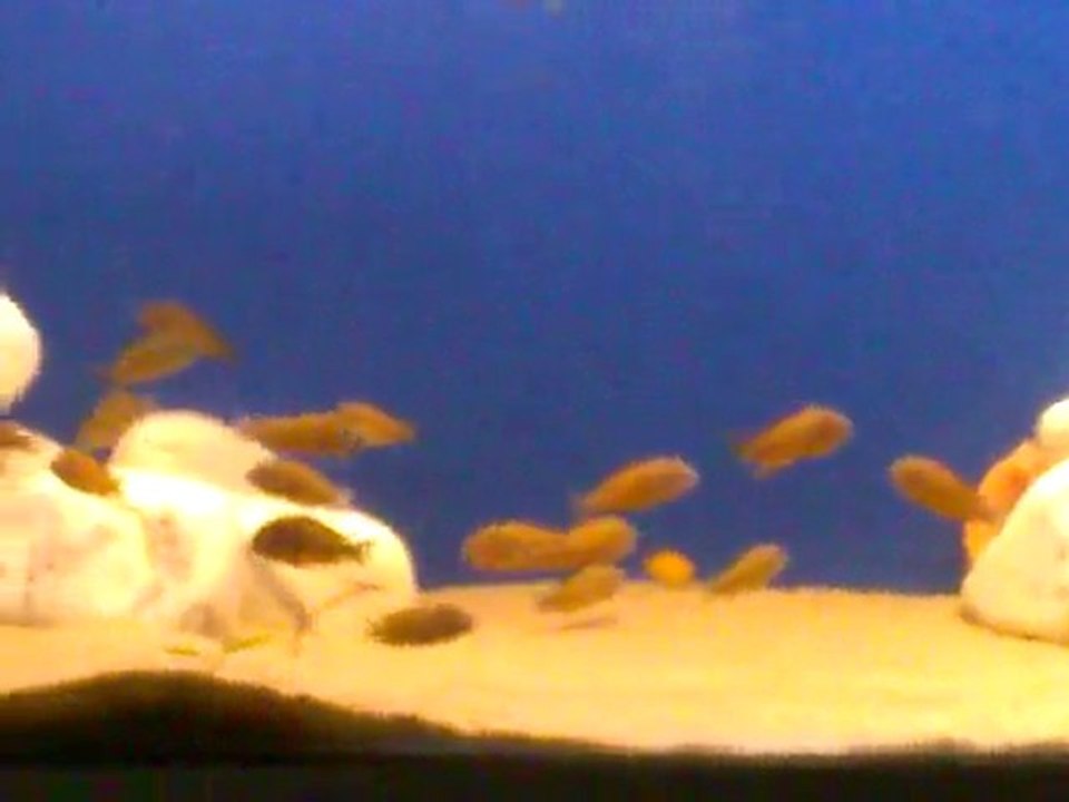 Haymeanam ilangi 5-6cm