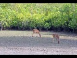 Sundarbans Explorer Package Holidays Dhaka Bangladesh